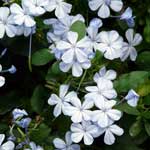 Bachblüte Bleiwurz oder Hornkraut
