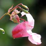 Bachblüte Drüsentragendes Springkraut