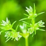 Bachblüte Einjähriger Knäuel