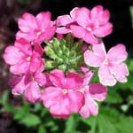 Bachblüte Eisenkraut