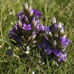 Bachblüte Enzian