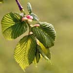 Bachblüte Ulme