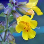 Bachblüte Gefleckte Gauklerblume