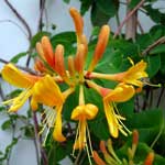 Bachblüte Geissblatt