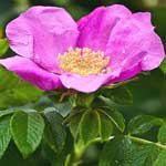 Bachblüte Heckenrose