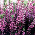 Bachblüte Heidekraut