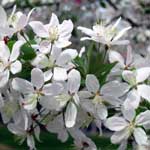 Bachblüte Holzapfel