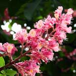 Bachblüte Rote Kastanie