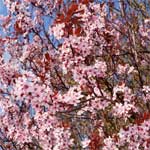 Bachblüte Kirschpflaume