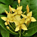 Bachblüte Odermennig