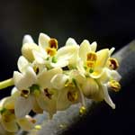 Bachblüte Olive