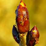 Bachblüte Knospe der Rosskastanie