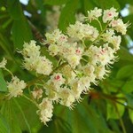 Bachblüte Weisse Kastanie