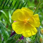 Bachblüte Gelbes Sonnenröschen