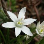 Bachblüte Doldiger Milchstern