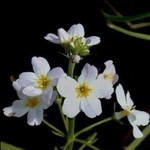 Bachblüte Sumpfwasser-Feder