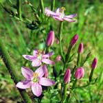 Bachblüte Tausendgüldenkraut