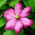 Bachblüte Waldrebe