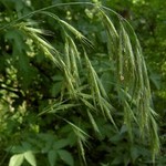 Bachblüte Waldtrespe