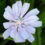 Bachblüte Wegwarte