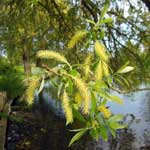 Bachblüte Gelbe Weide