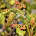 Bachblüte Weinrebe