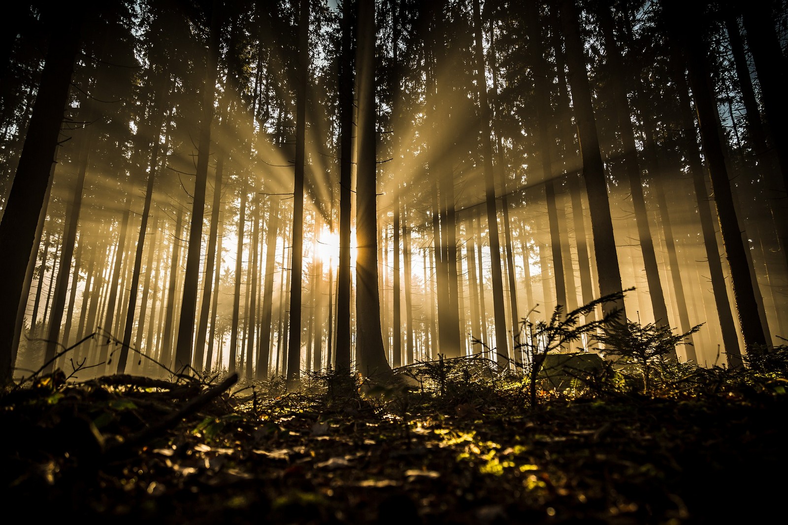 Wald als Sinnbild für innere Klärung