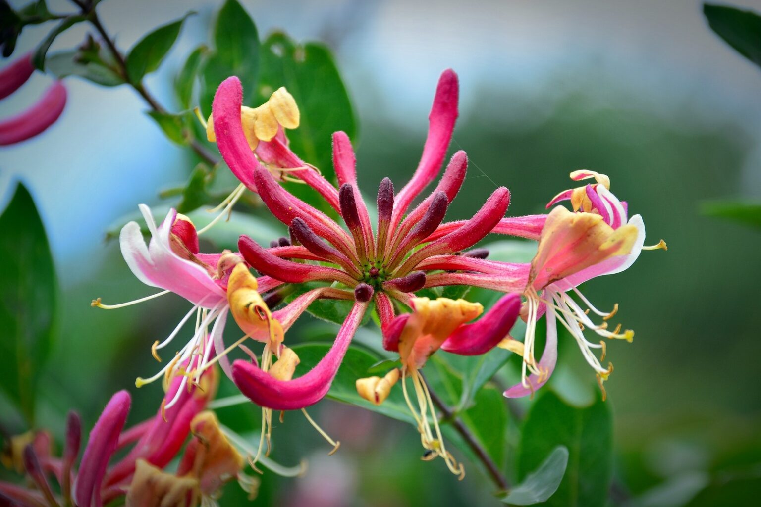 Geissblattblüte, eine der 38 Bachblüten