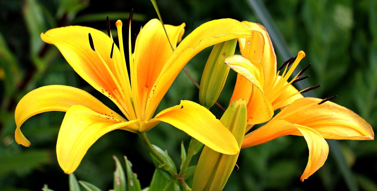 Gelbe Lilien