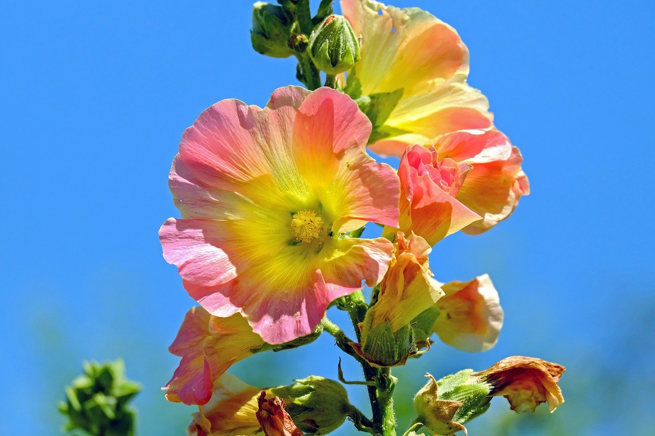 Blüte einer rosa Stockrose